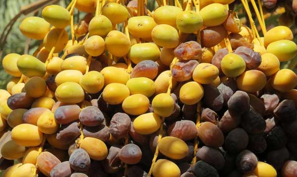 تصویر 4 از قیمت خرید خرما خارک با فروش عمده